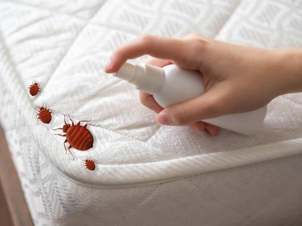 Best Pest Control Near Me  in Agua Dulce, CA
