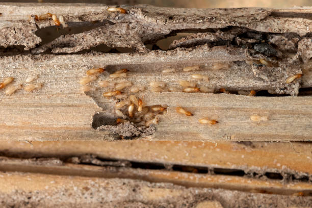 Best Local Pest Control Services  in Agua Dulce, CA